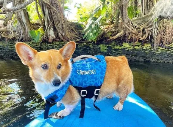 Dog Neoprene Vest - Bella